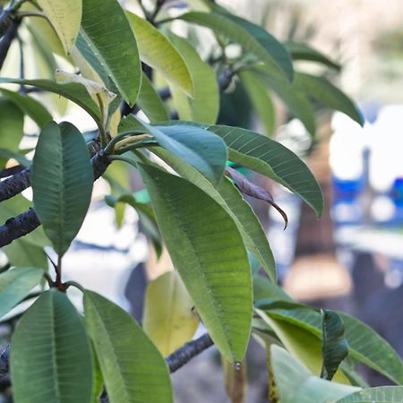 Finca Vino Tinto 5S 伊科德·德·洛斯·维诺斯 外观 照片