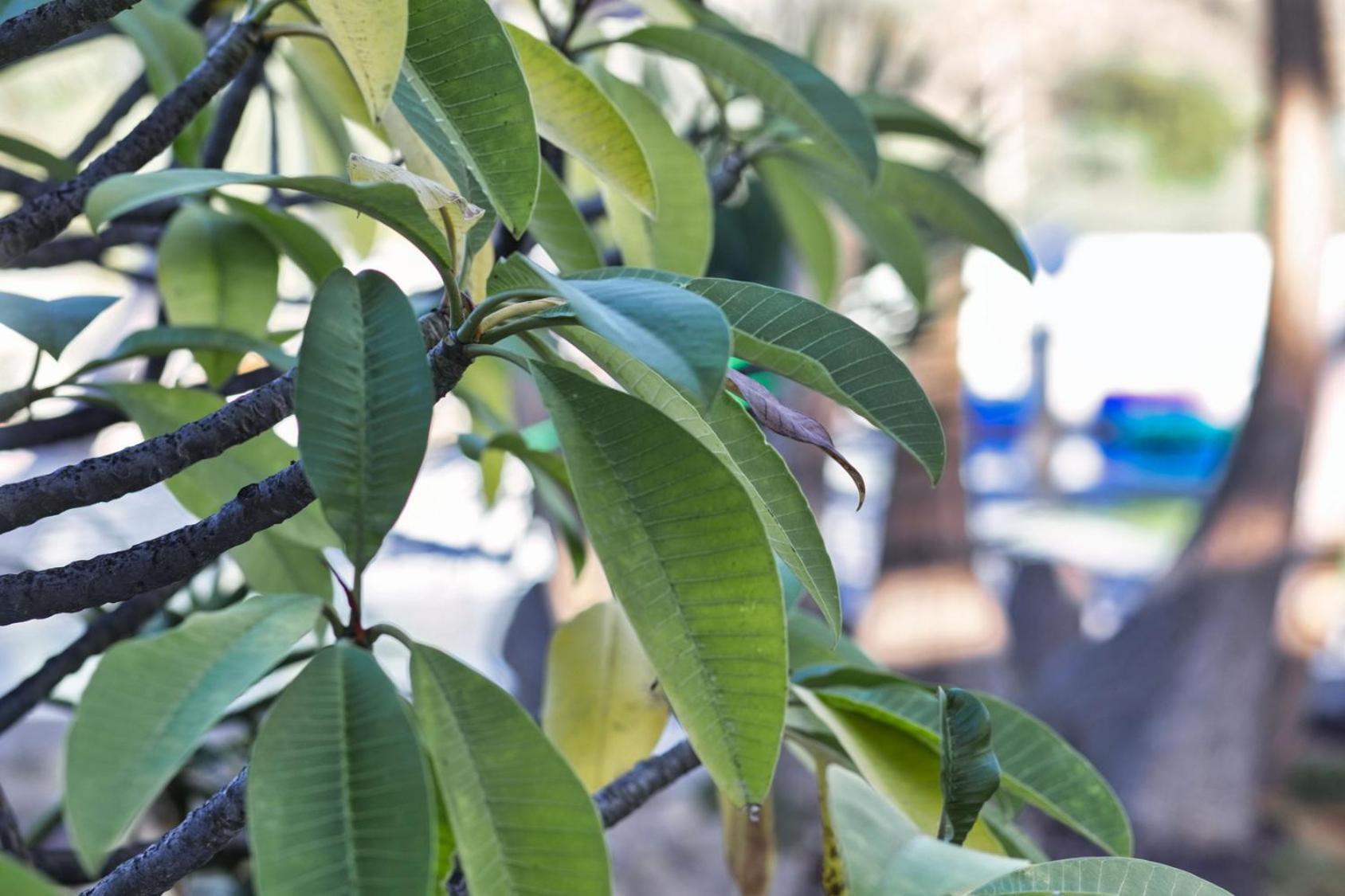 Finca Vino Tinto 5S 伊科德·德·洛斯·维诺斯 外观 照片